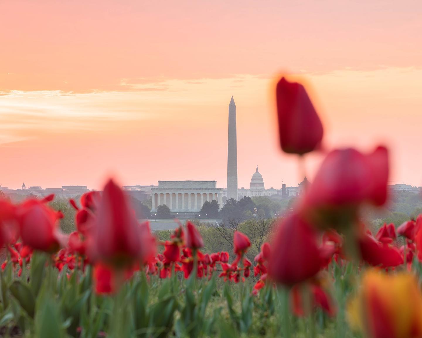 @johiattkim - Tulips with National Monument in background